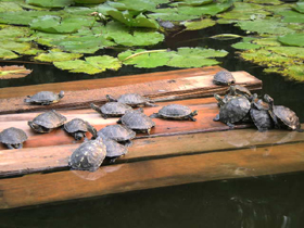 bassin de jardin pour tortue d'eau
